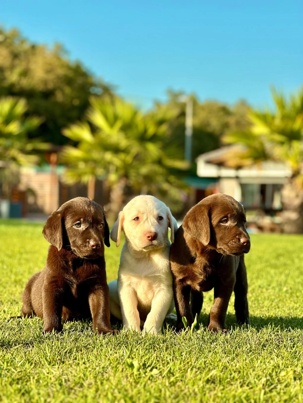 Labrador Retriever Yavruları Muhteşem Formda