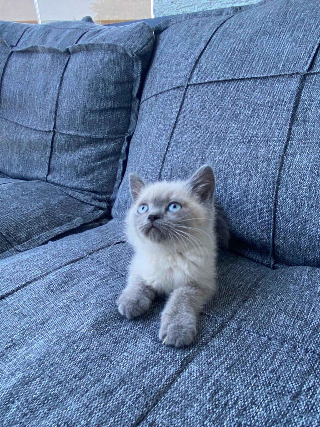 British Shorthair Blue Point Bebekler