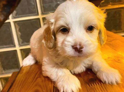Ev Doğumu Maltipoo Yavrularımız