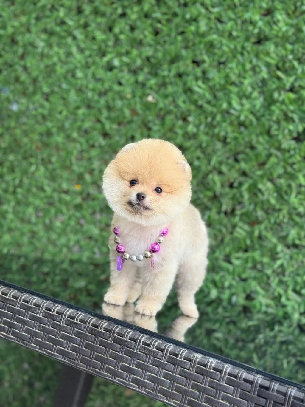 Sağlik Ve İrk Garantili Pomeranian Yavrulari