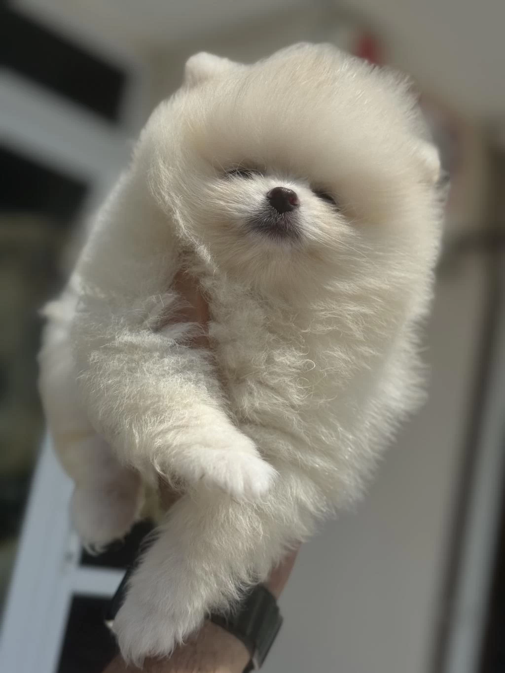 Show Kalite Teddy Face Pomeranian Boo Yavrularımız