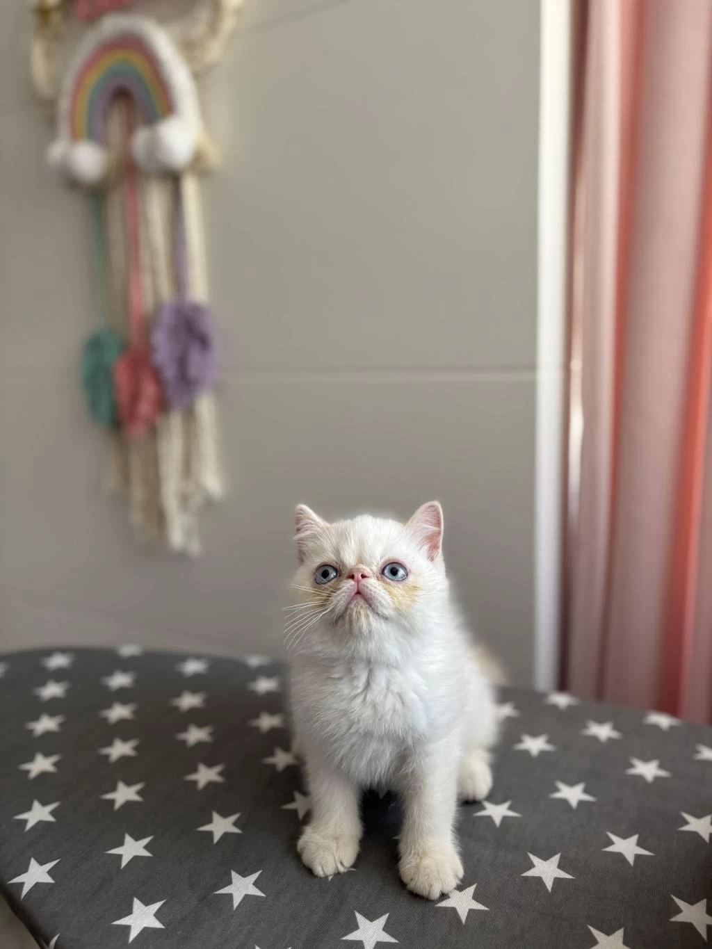 Egzotik Shorthair Yavrular