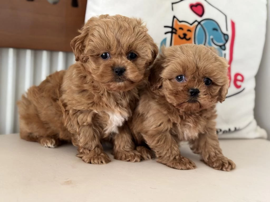 Petmode Köpek Çiftliğinde Ziyarete Açık Maltipoo