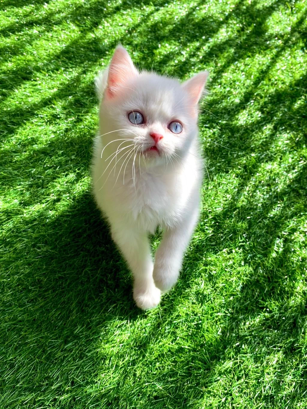 Beyaz Mavi Gözlü Yavru British Shorthair