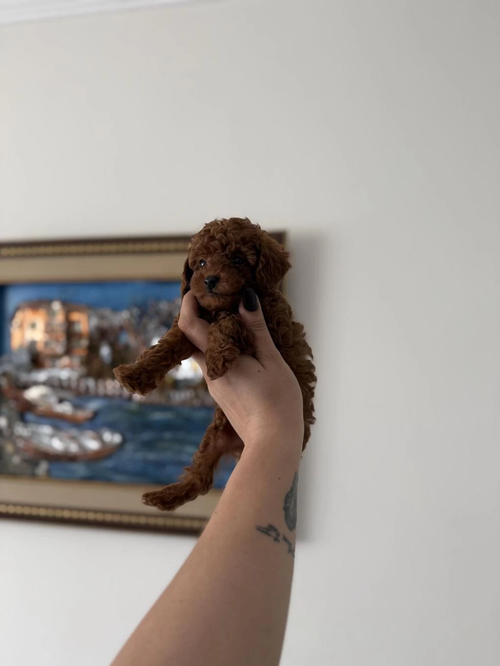 Teacup Kore Poodle Redbrown Yavrum
