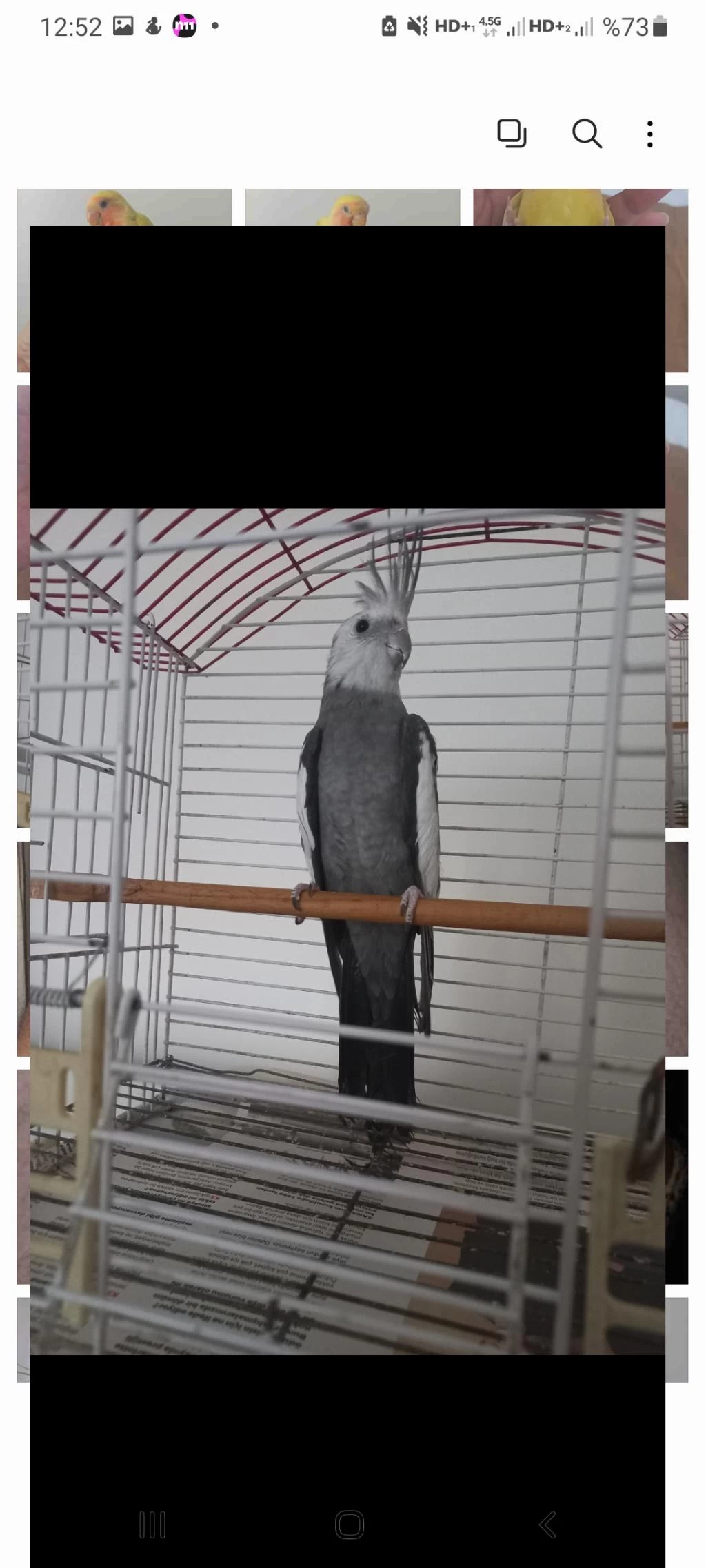 2 Yaşında Erkek White Face Sultan Papağanı