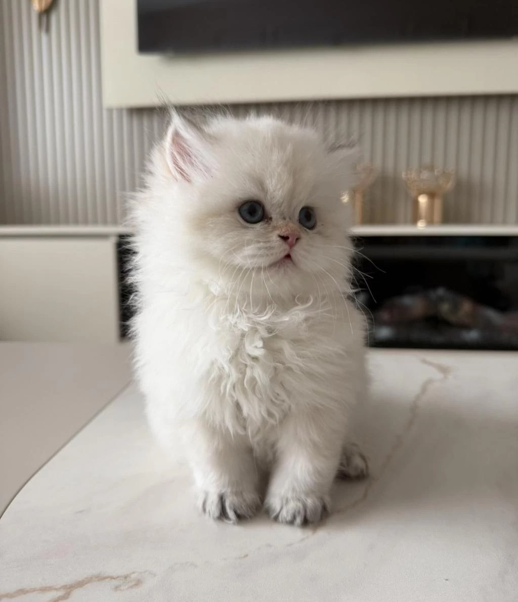British Longhair Erkek Yavru