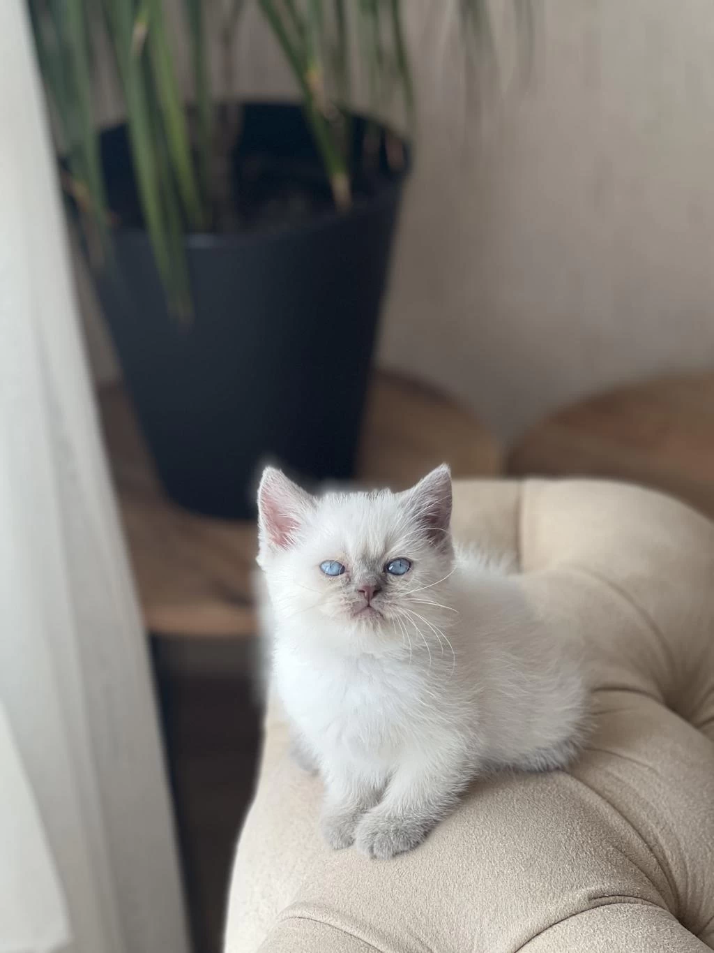 Hemen Teslim British Shorthair Blue Point