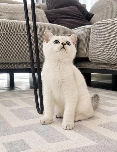 Orijinal British Shorthair