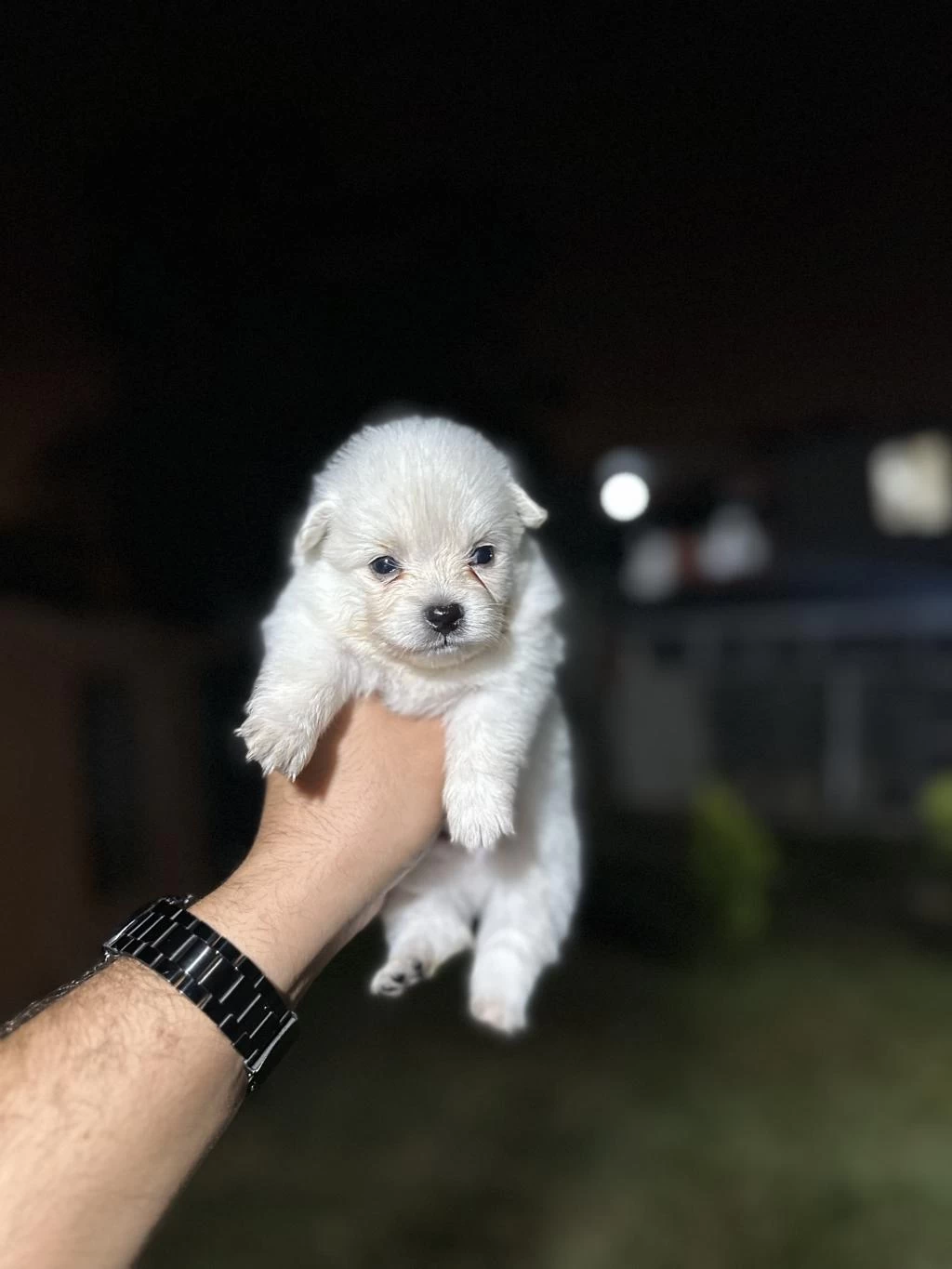 Pomeranian Yavrularımız