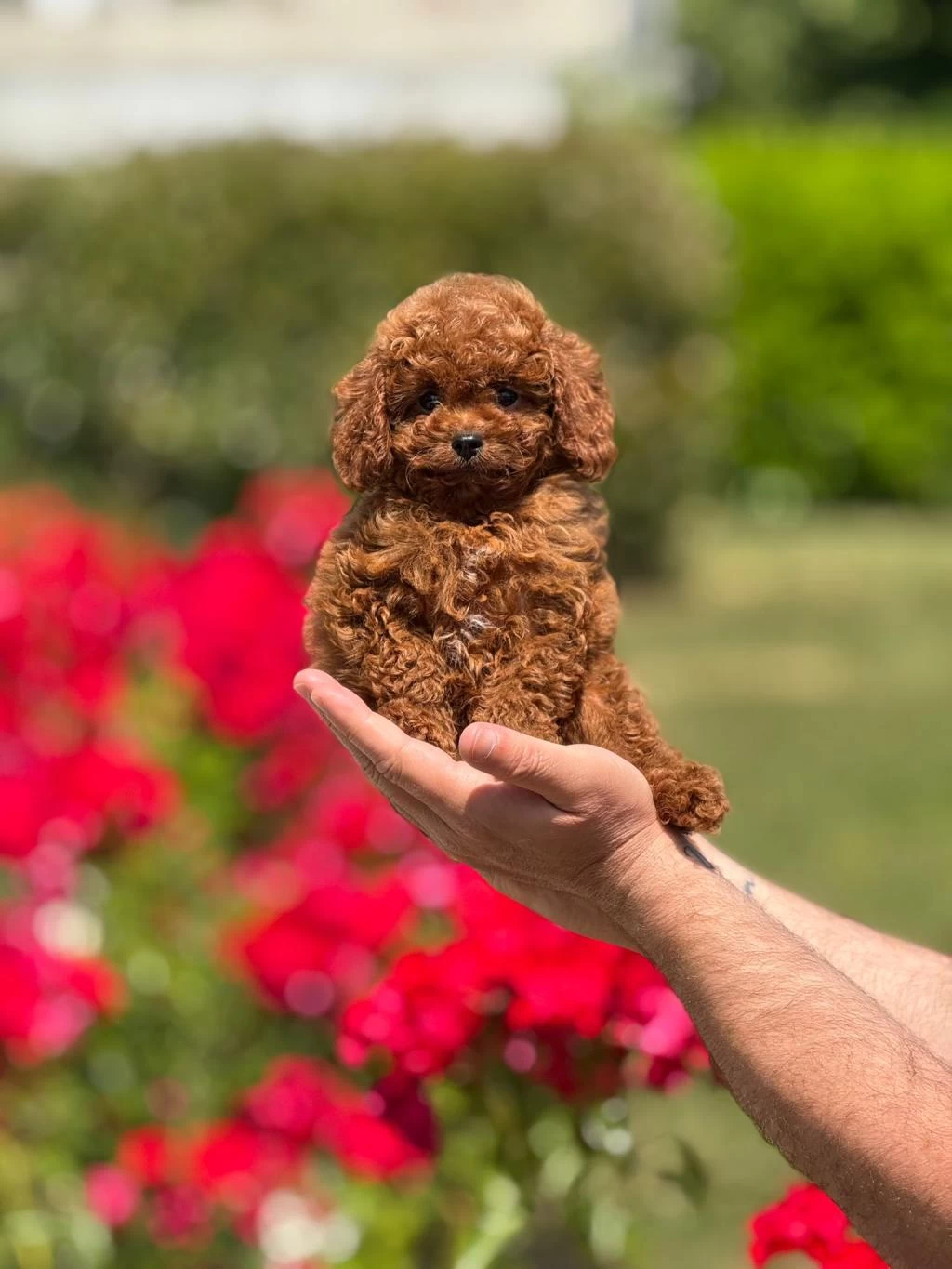 Harika Toy Poodle Yavrularımız