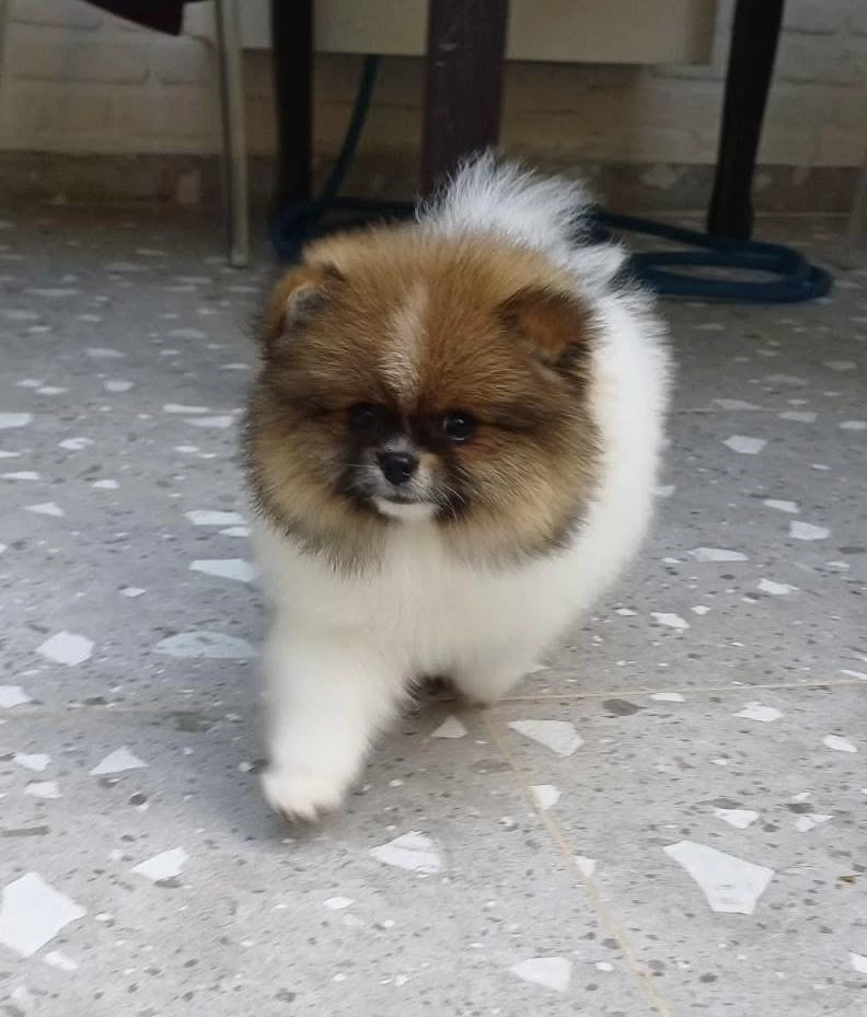 Üst Kaliteli Garantili Pomeranian Boo Dişi