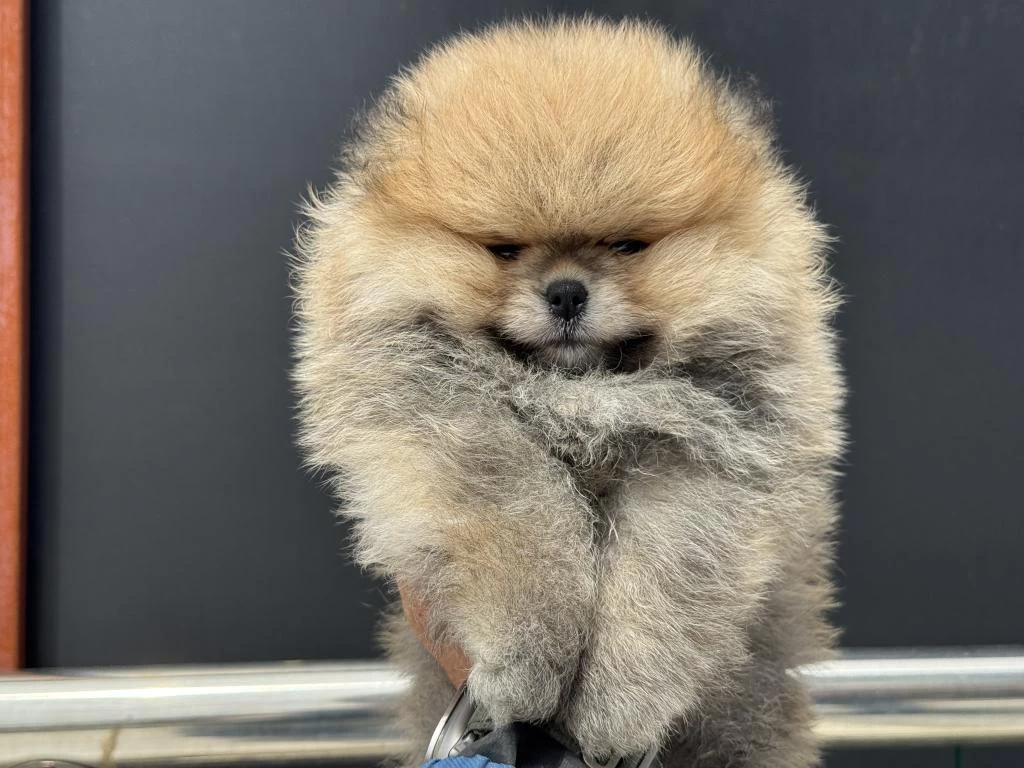 Petmode Köpek Çiftliğinden Tea Cup Teddy Pomeranian