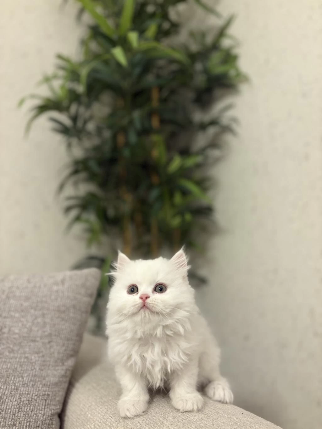 British Longhair Yavrular
