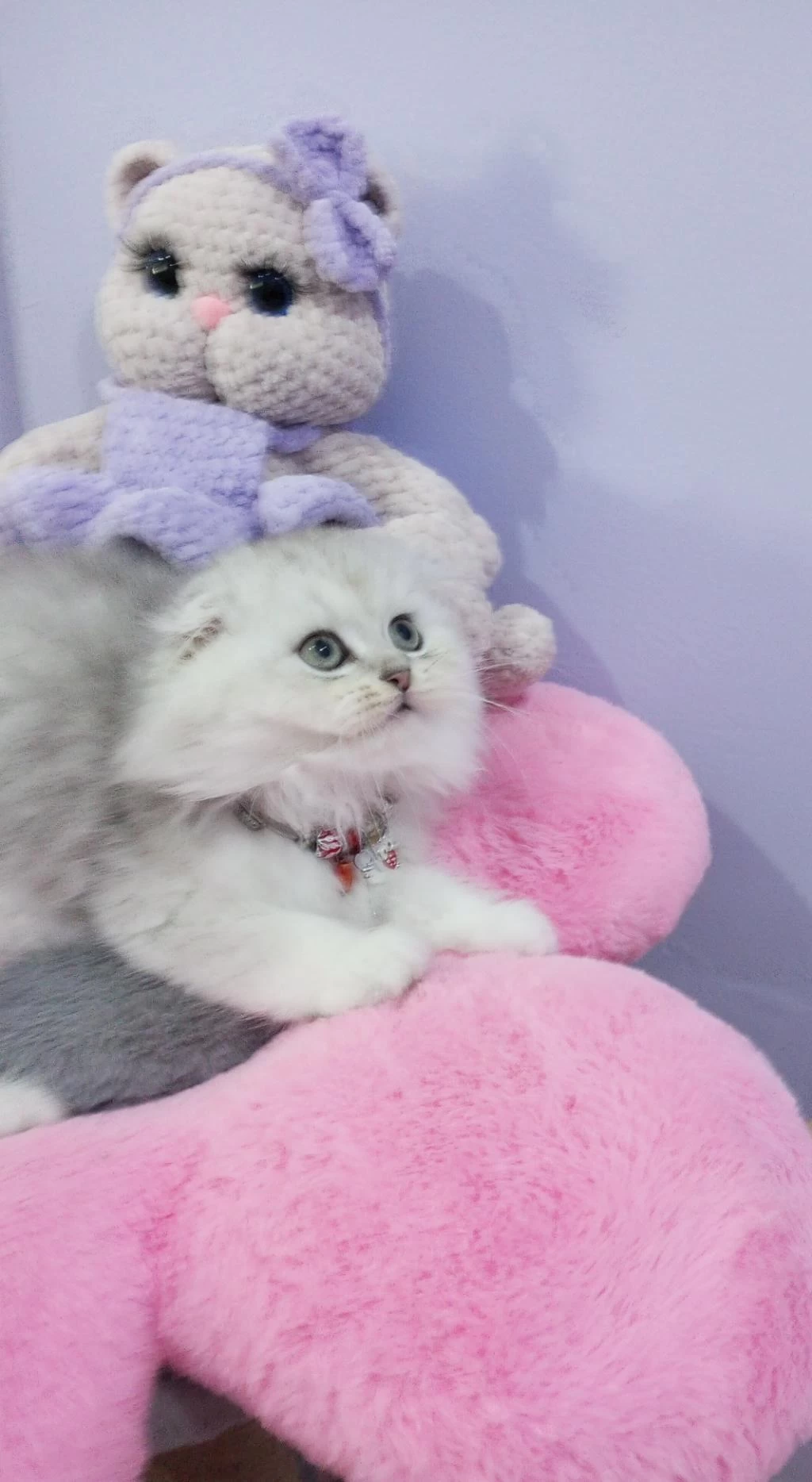 Safkan Scottish Fold Ve Straight Yavrular Catteryden