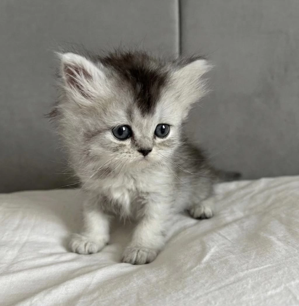 British Longhair Yavru Kedimiz