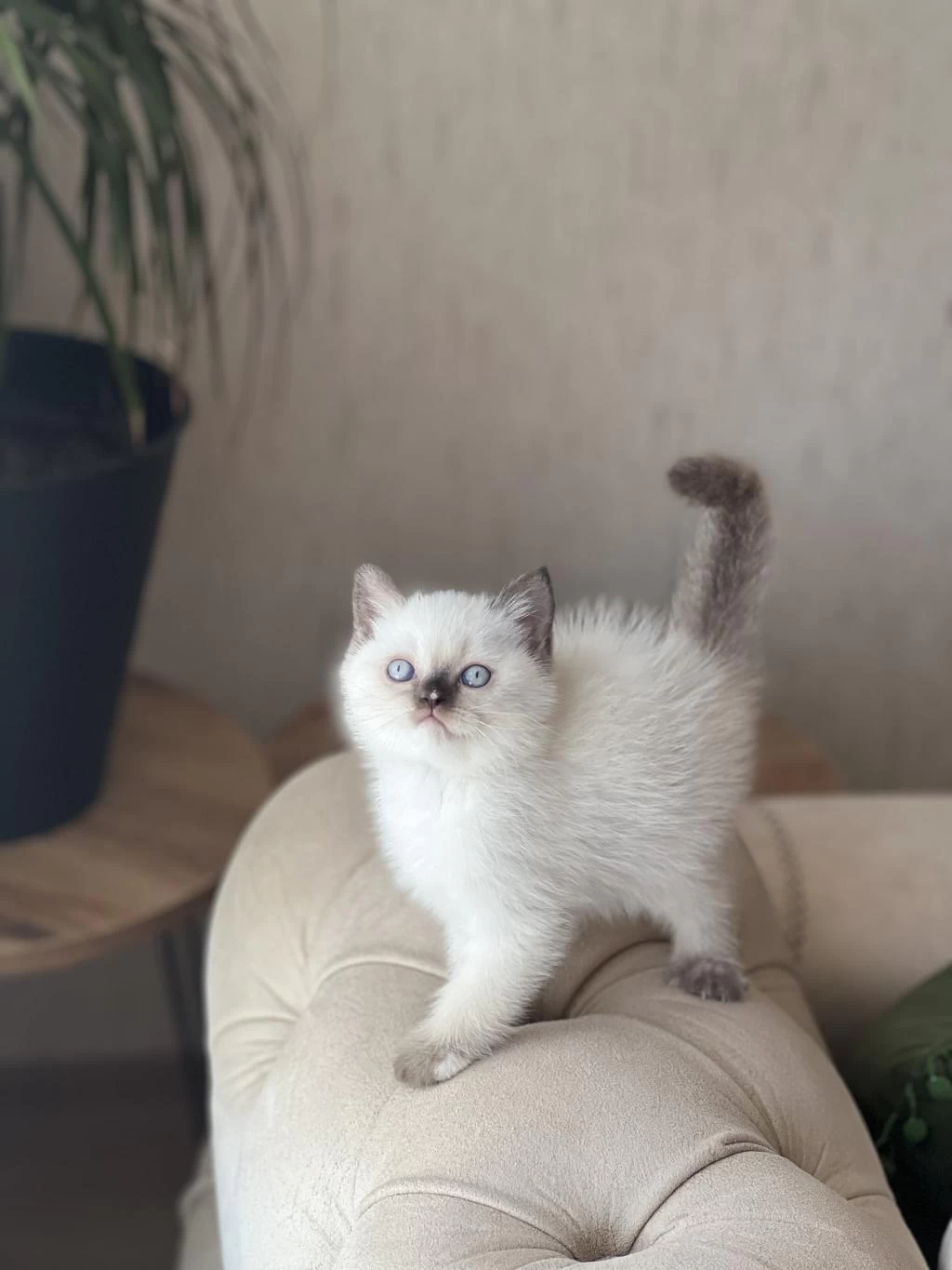 Ev Ortaminda Büyümüş Sosyal British Shorthair Yavrum