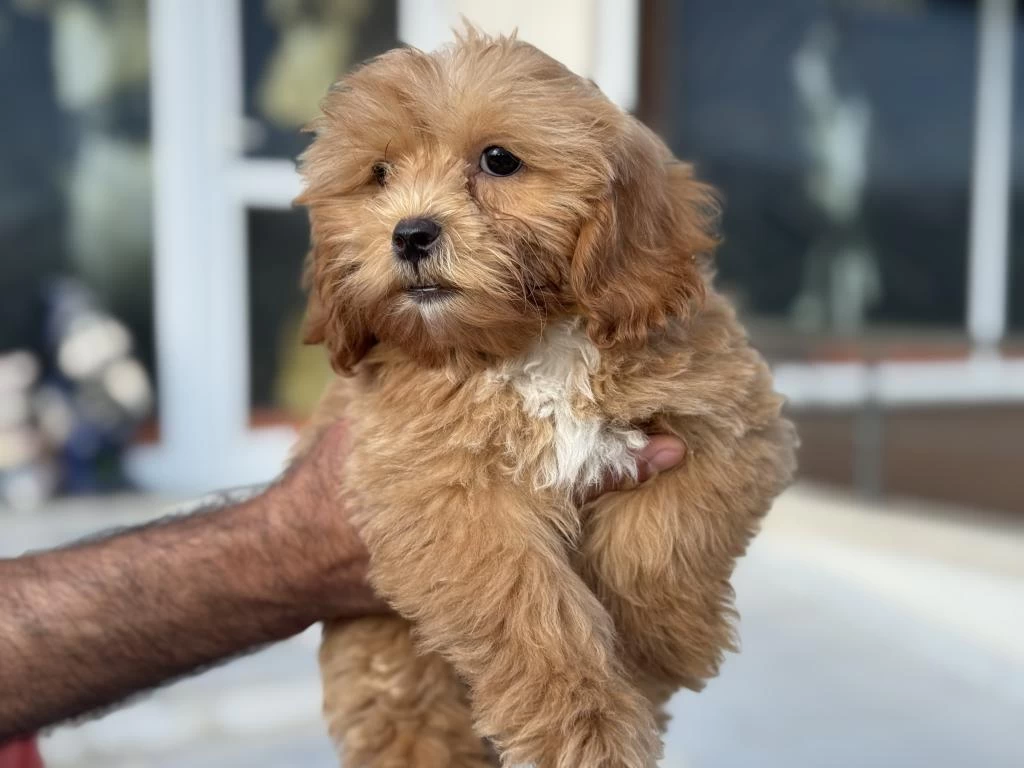 Petmode Köpek Çiftliğinden Ziyarete Açık Maltipoo