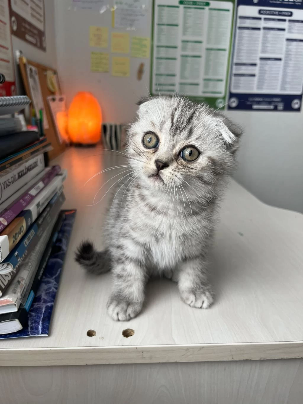Anne Yanindan Scottish Fold