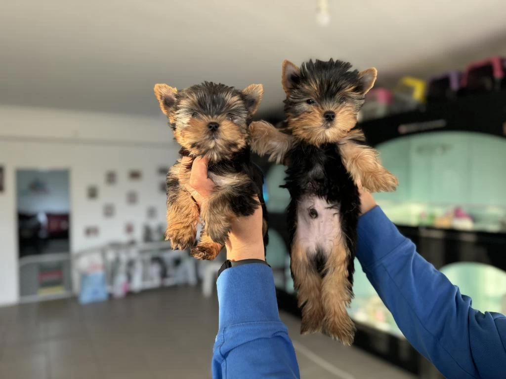 Yarışma Düzeyinde Tea Cup Yorkshire Terrier