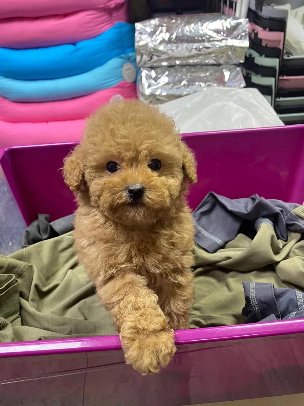 Red Brown A Kalite Orjinal Toy Poodle Yavrular