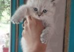 British Shorthair Yavrular