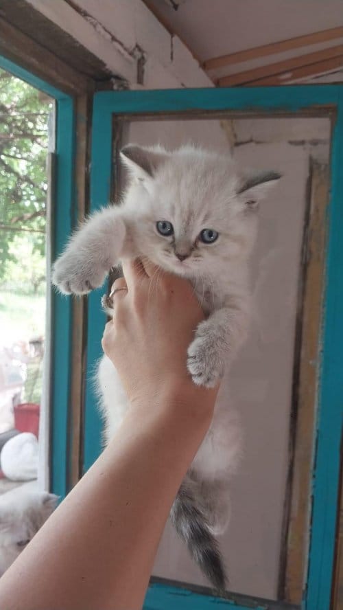British Shorthair Yavrular