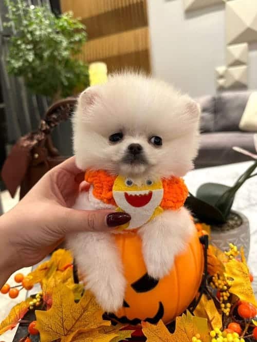 Kraliyet Güzelliği Secereli Micro Boy Pomeranian Boo