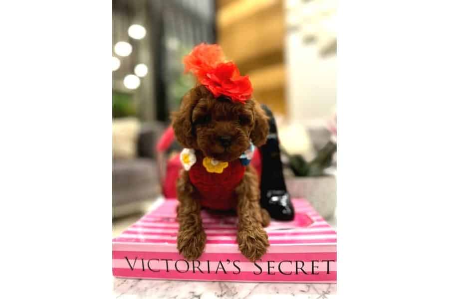 Secimli Toy Poodle Yavrular