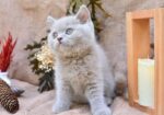 Sütlü Kahvemiz Lilac British Shorthair