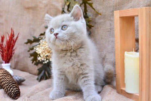 Sütlü Kahvemiz Lilac British Shorthair