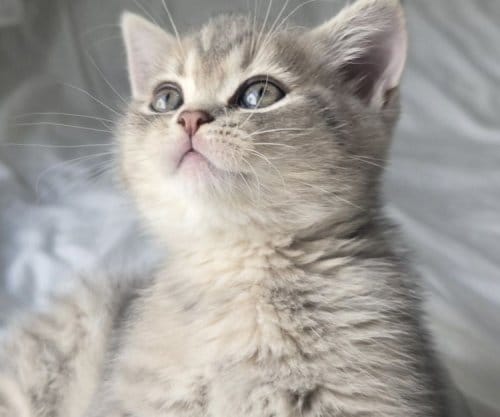 British Shorthair Dişi Ve Erkek Yavrular