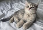 British Shorthair Dişi Ve Erkek Yavrular