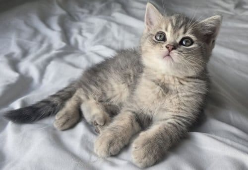 British Shorthair Dişi Ve Erkek Yavrular
