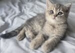 British Shorthair Dişi Ve Erkek Yavrular