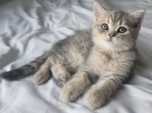 British Shorthair Dişi Ve Erkek Yavrular