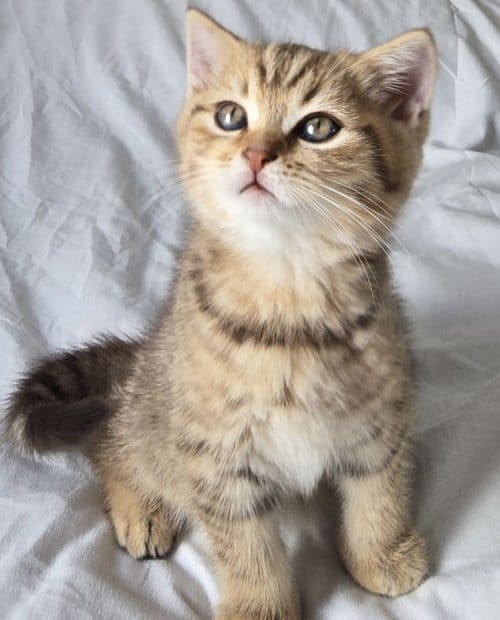 British Shorthair Dişi Ve Erkek Yavrular