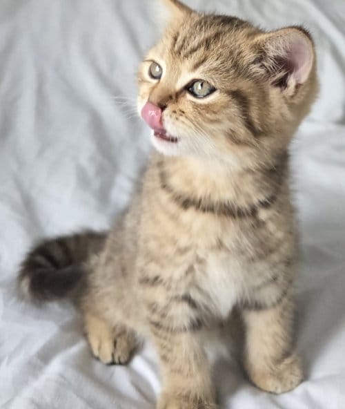 British Shorthair Dişi Ve Erkek Yavrular