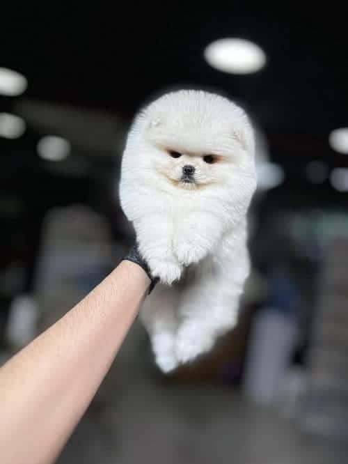 Pomeranian Ayı Surat Yavrularımız Yuvalarını Arıyor