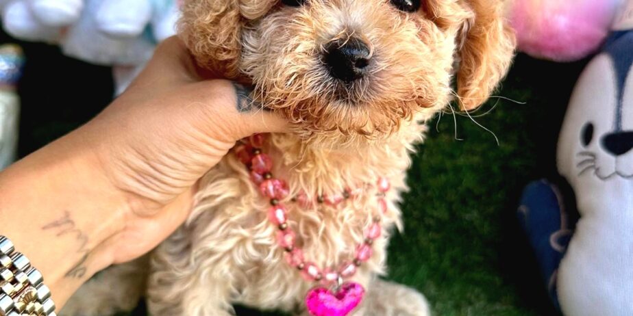 Maltipoo Ultra Mini Ve Teacup Yavrularımız