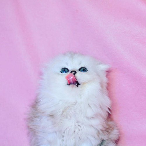 Beyaz Yumak Ns1133 Scottish Fold Longhair