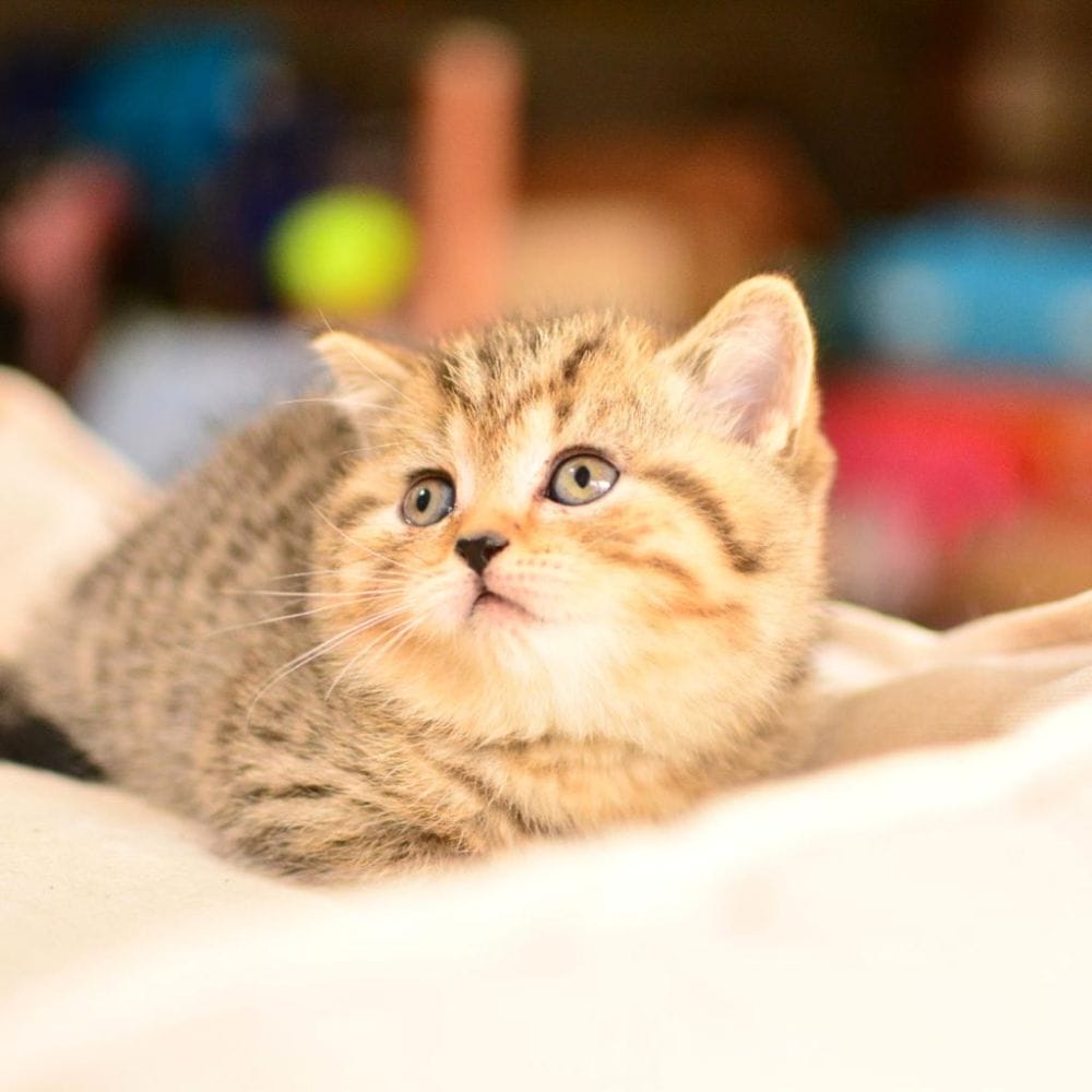 Ucretli Sahiplendirme Uysal British Shorthair