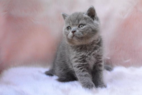 Topaç Kafa Gri British Shorthair