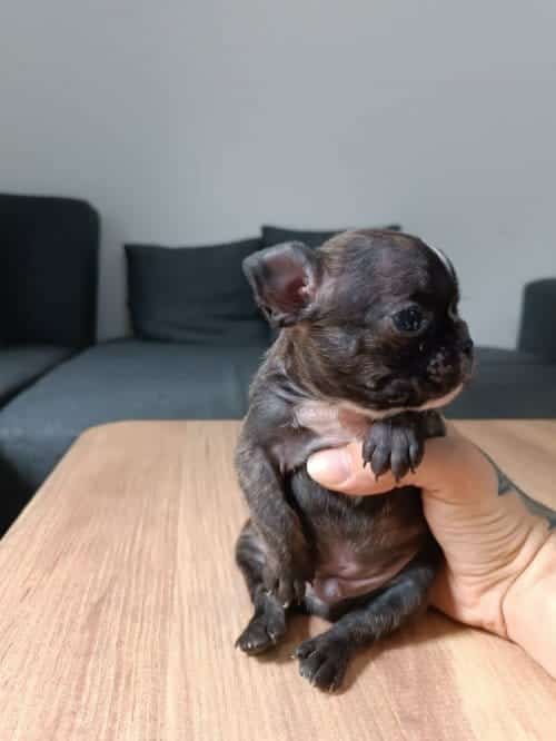Sevimli Ve Minik French Bulldog Yavrularımız