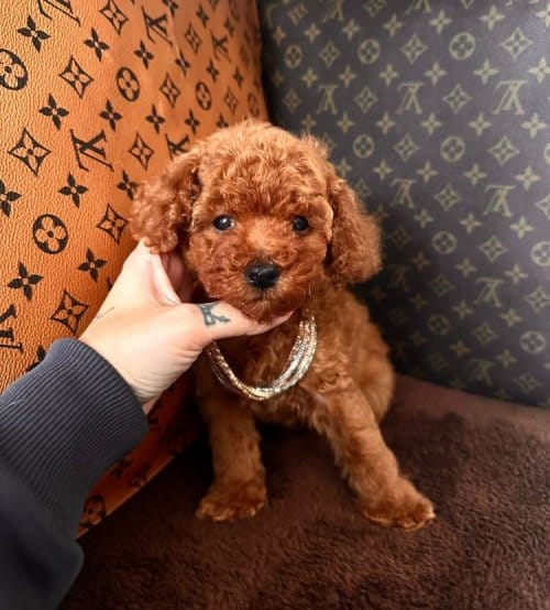 Irk Ve Sağlık Garantili Toy Poodle