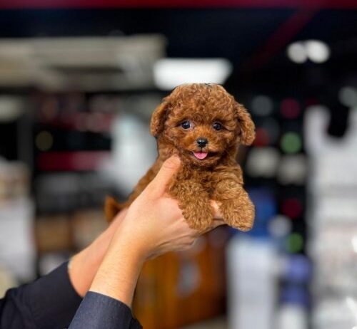 Kore Toy Poodle Anne Altından Yavrular