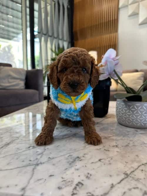 Kore Güzeli: Secereli Micro Boy Kore Toy Poodle Yavrusu