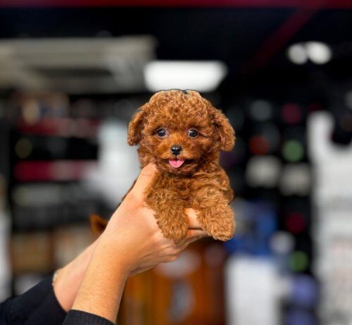 Kore Toy Poodle Anne Altından Yavrular