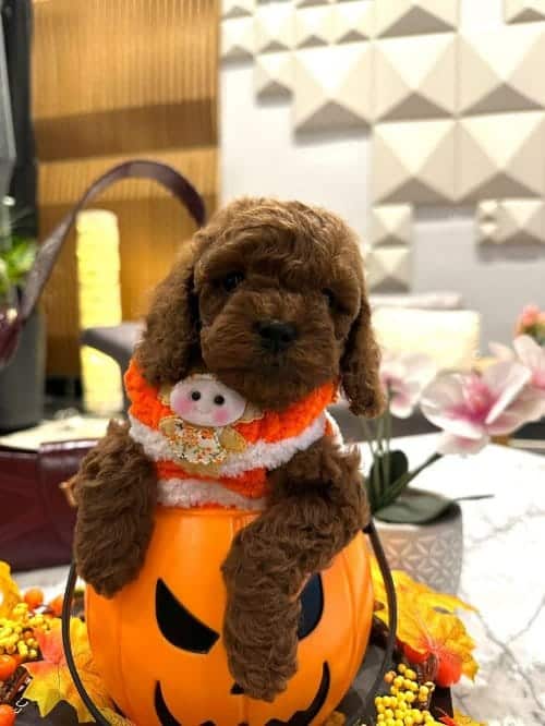 Masal Güzeli Secereli Micro Boy Toy Poodle Yavrusu
