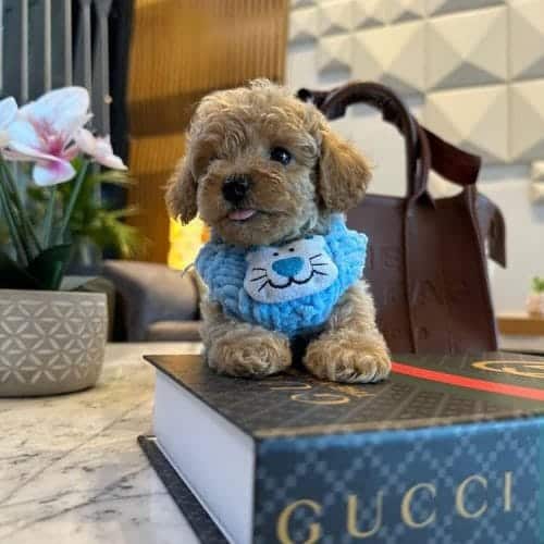 En Micro En Kore Toy Poodle